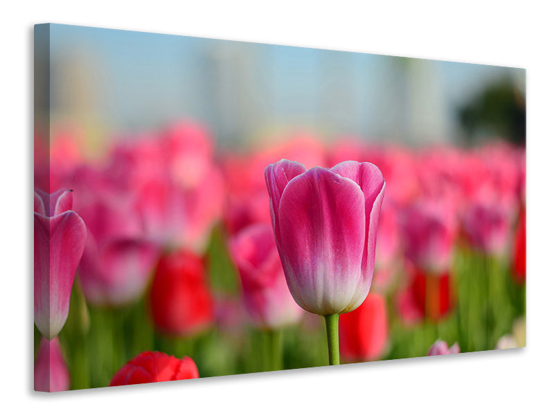 canvas-print-tulip-field-in-pink-red