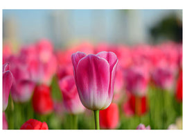 canvas-print-tulip-field-in-pink-red