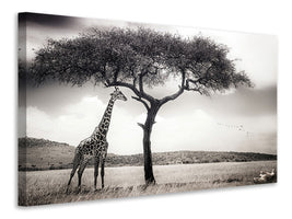 canvas-print-under-the-african-sun