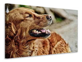 canvas-print-watchful-irish-setter