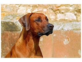 canvas-print-watchful-rhodesian-ridgeback