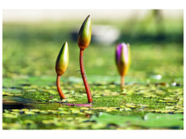 canvas-print-water-lilies-in-xl