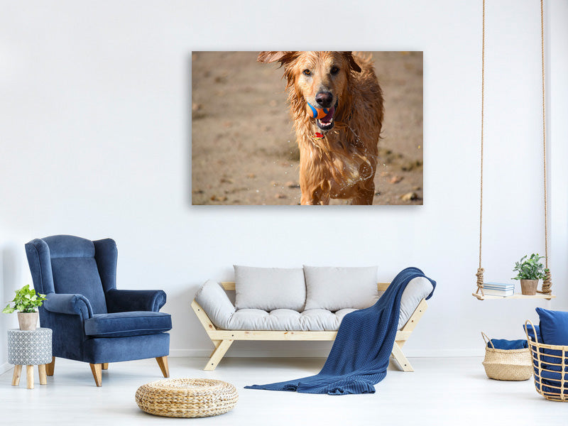 canvas-print-wet-dog