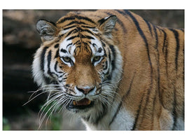 canvas-print-xl-tiger