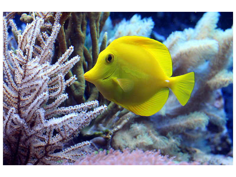 canvas-print-yellow-doctor-fish-xl