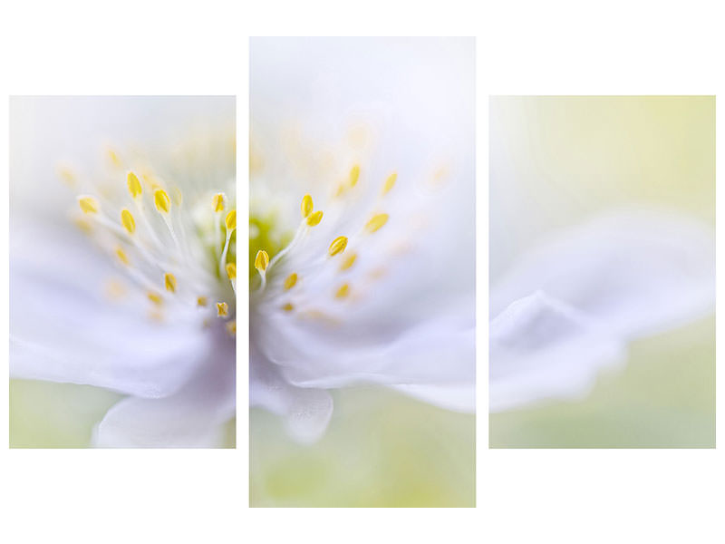 modern-3-piece-canvas-print-anemone-beauty