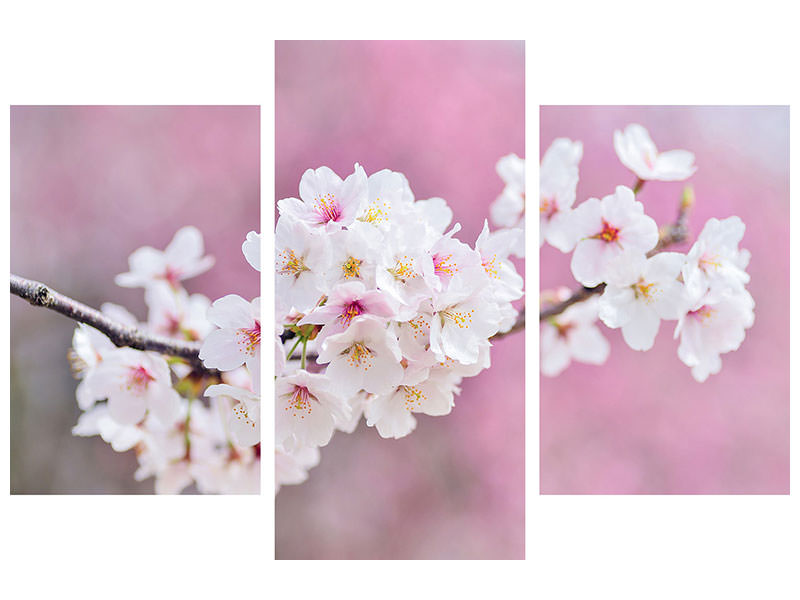 modern-3-piece-canvas-print-cherry-blossoms-xxl