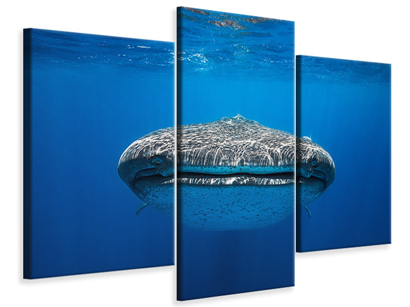 modern-3-piece-canvas-print-face-to-face-with-a-whale-shark