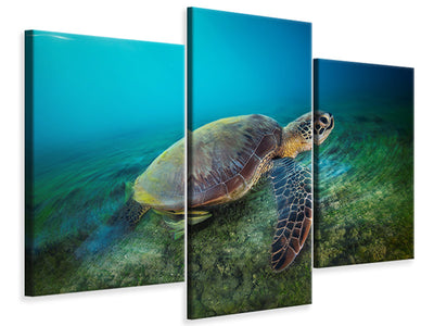 modern-3-piece-canvas-print-green-turtle