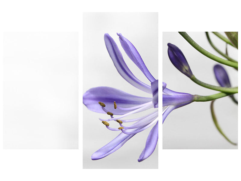 modern-3-piece-canvas-print-lily-flower-in-purple