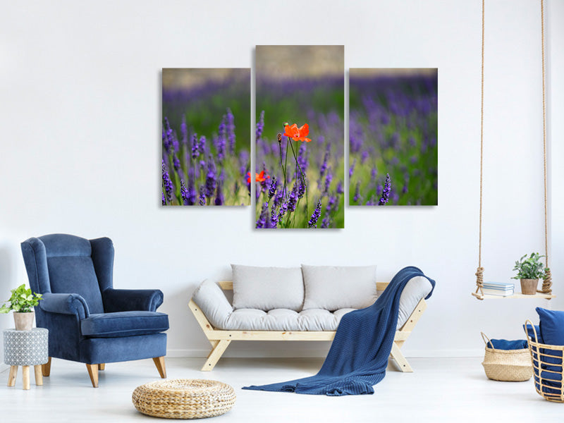 modern-3-piece-canvas-print-poppy-in-the-lavender