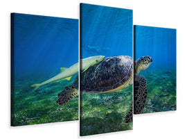 modern-3-piece-canvas-print-sea-turtle