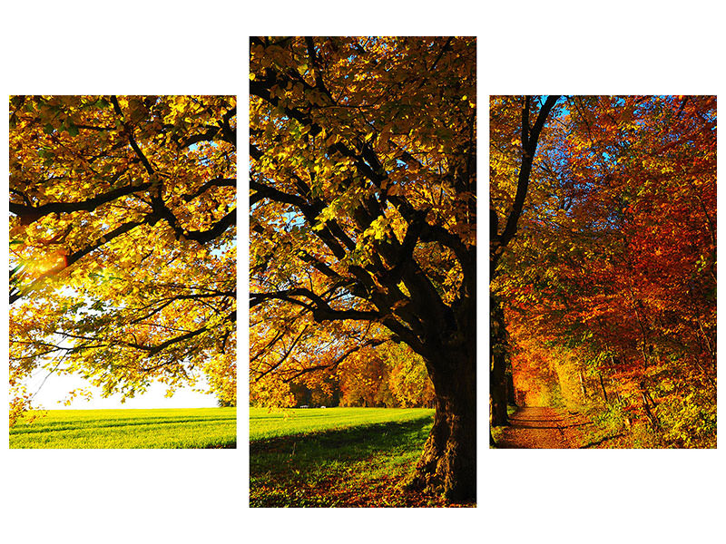 modern-3-piece-canvas-print-trees-in-the-autumn
