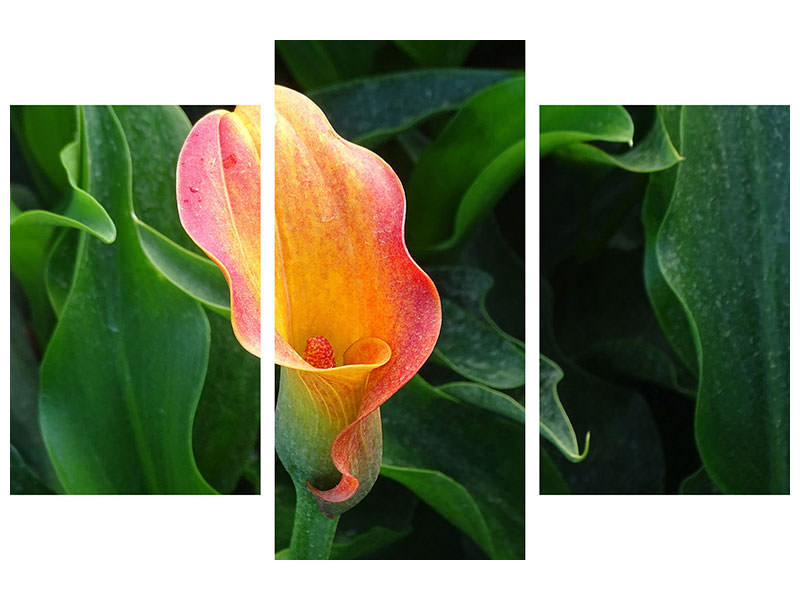 modern-3-piece-canvas-print-wild-calla