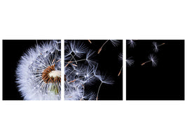 panoramic-3-piece-canvas-print-dandelion-blowing