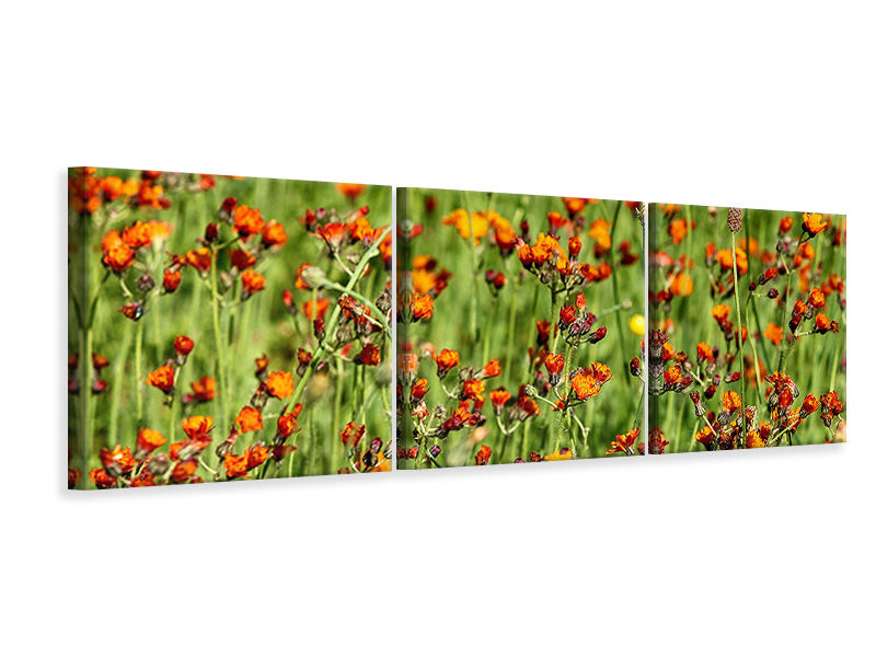 panoramic-3-piece-canvas-print-hawkweeds