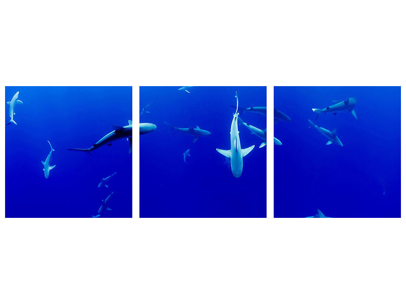 panoramic-3-piece-canvas-print-in-the-shark-tank