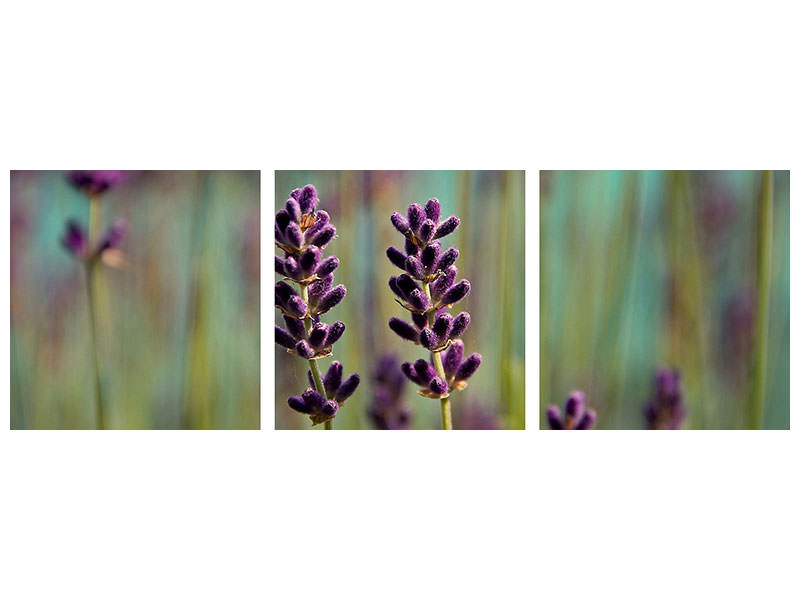 panoramic-3-piece-canvas-print-lavender-in-xl