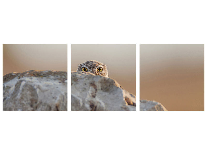 panoramic-3-piece-canvas-print-little-owl