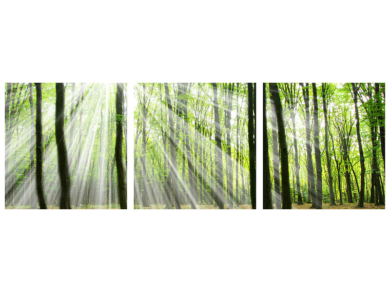 panoramic-3-piece-canvas-print-magic-light-in-the-trees