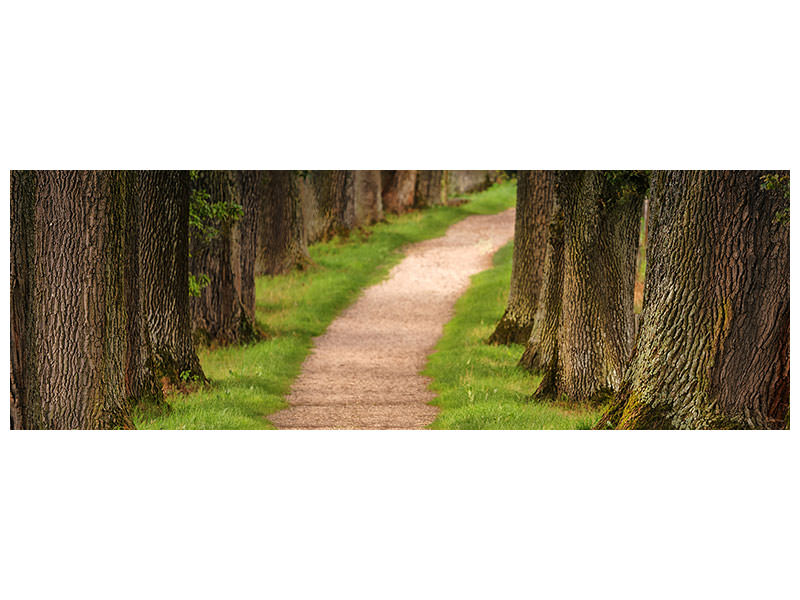panoramic-canvas-print-a-path-in-the-forest