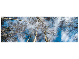 panoramic-canvas-print-birch-crowns