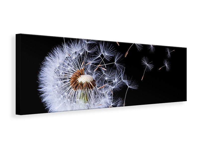 panoramic-canvas-print-dandelion-blowing