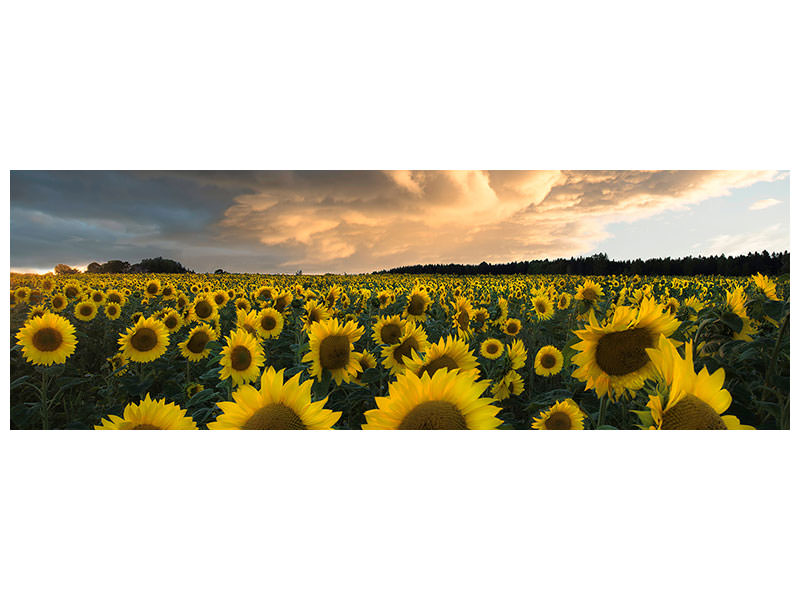 panoramic-canvas-print-sunflowers-in-sweden