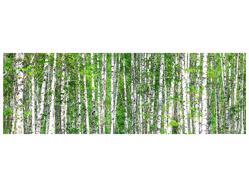 panoramic-canvas-print-the-birch-forest