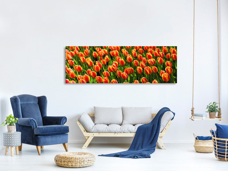 panoramic-canvas-print-tulip-field-in-orange