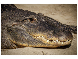 z-canvas-print-attention-alligator